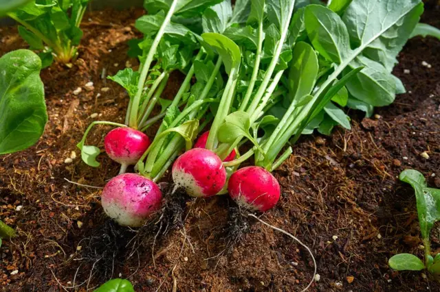 Zahradnické triky pro pěstování velkých ředkviček na zahradě