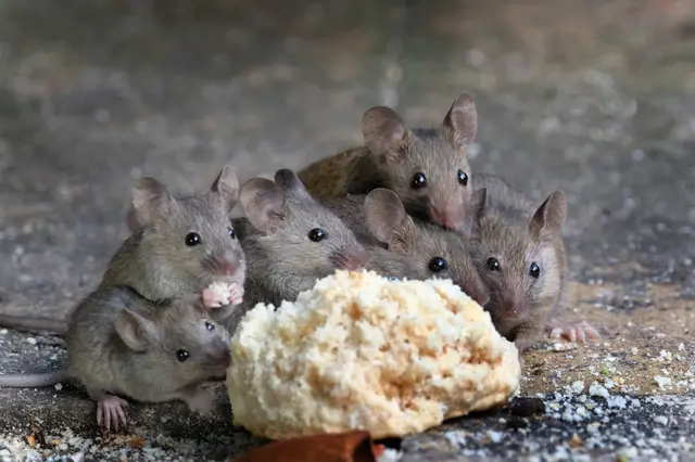 Co udělají heřmánkový čaj a česnek s myší? Zkuste to a už se u vás neukáže