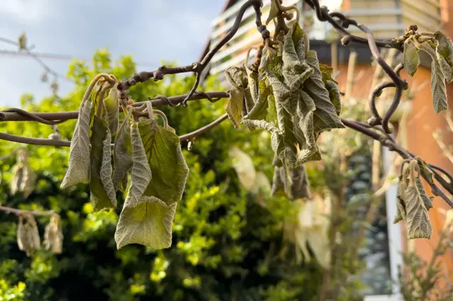 Překonejte nepřízeň počasí: Jak zotavit listy po jarních nečekaných mrazech