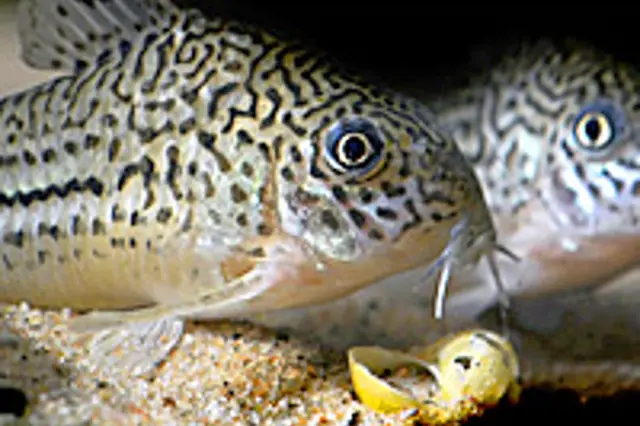 Corydoras aeneus – iReceptář.cz