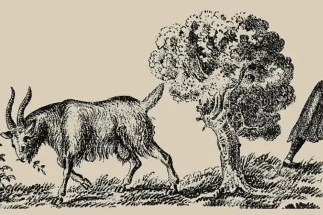 IQ výzva pro bystré: Na starém obrázku kozy je ukrytý i její majitel. Kdo ho najde do 5 vteřin, je génius