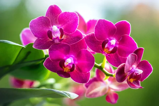 Přesaďte orchideje do dřevěného květináče. Tento trik zajistí úžasné květy