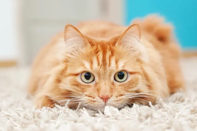 Kočka v bytě: Jednoduché triky, jak jí u vás doma zlepšit život na maximum