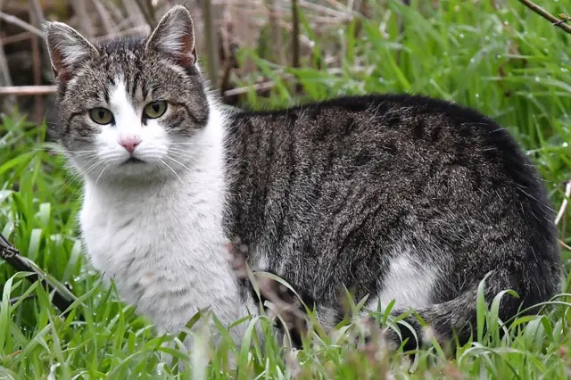 Nadváha je pro kočky nebezpečná: Jak přimět zvířecího mazlíčka zhubnout bez hladovění