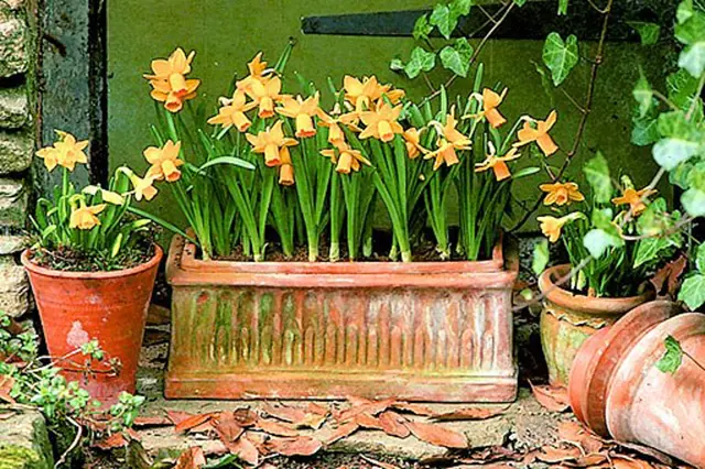 Rychleni Narcisu