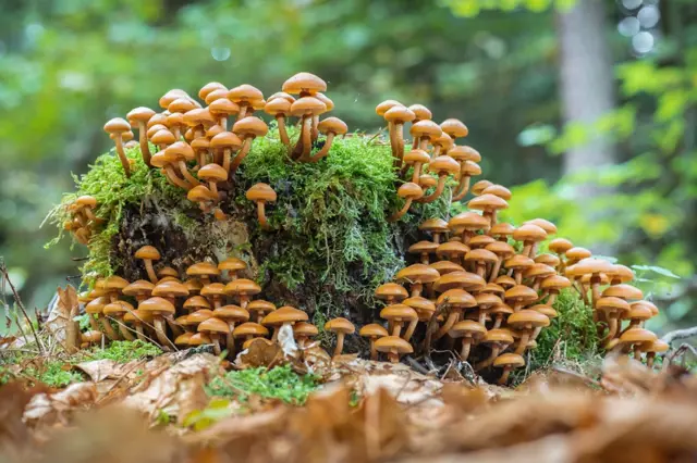 Jarní houby: Jaké druhy můžete najít už nyní? Poznáte, které jsou jedlé?