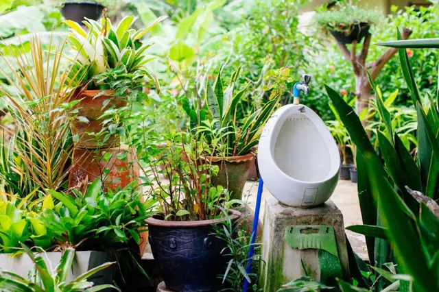 Můžeme hnojit rostliny vlastní močí?