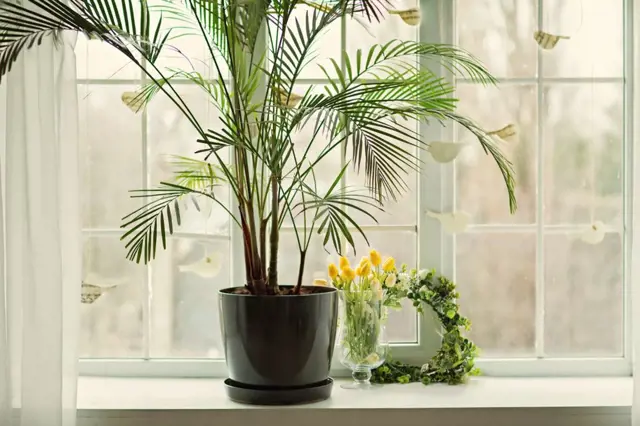 Palmy v květináči: elegantní i přívětivé pokojovky