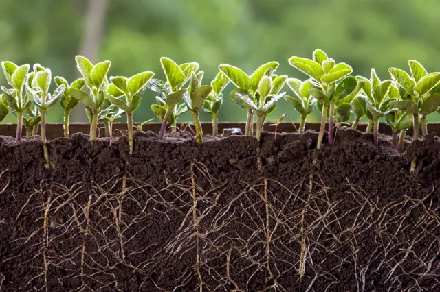 Mikrobiom rostlin: Neviditelná síla, díky které může být vaše zahrada odolnější klimatickým změnám