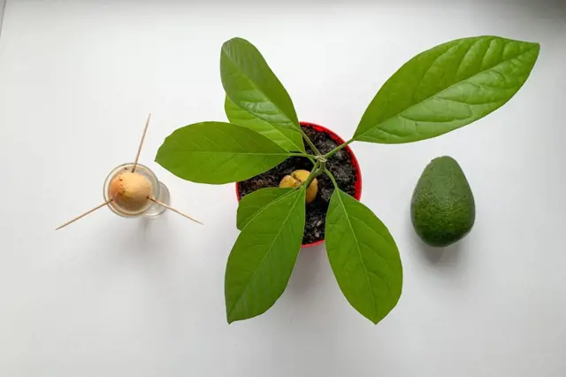 Vypěstujte si exotické ovoce z pecky: U kterých to jde a návod, jak na to?