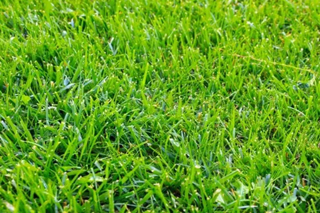 Přírodní postřik na trávník: Málo známé, levné ingredience, co umí zázraky