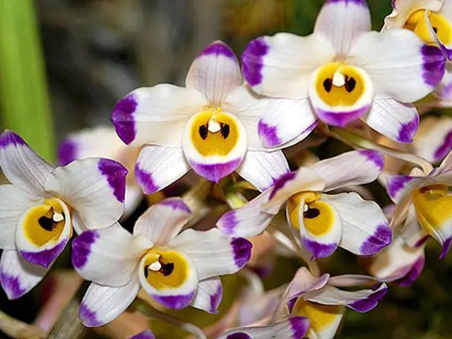 Dendrobium Nobile Orchidea Pestovani