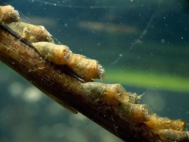 Waarom houden muggen van vocht? Hun larven hebben schoon, stromend water nodig om zich te ontwikkelen.