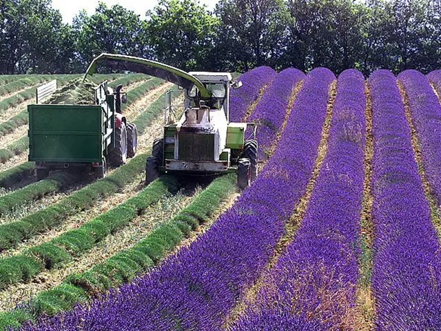 Sklizen Levandule V Provence () Sklizen Levandule V Provence