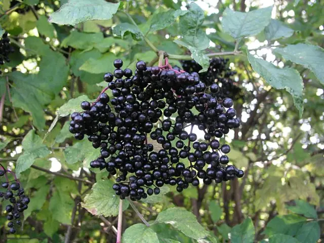 Ker Cerne Bobule (černých bobulí, Rybíz černý, bobule jsou, Černé bobule jsou) Ker Cerne Bobule