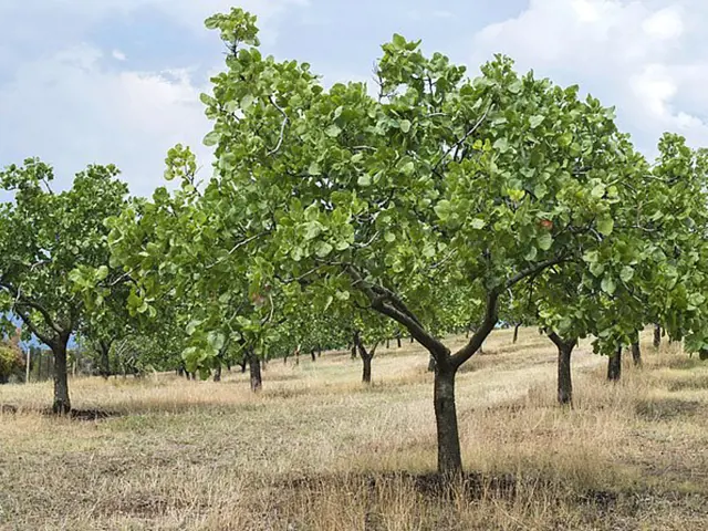 Pistacie Pestovani () Pistacie Pestovani