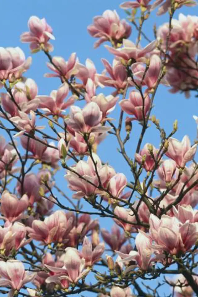 Původní rozšíření druhu Magnolia je nesouvislé, s hlavním centrem ve východní a jihovýchodní Asii a výskytem ve východní Severní Americe, Střední Americe, Západní Indii. Některé druhy rostou v Jižní Americe.