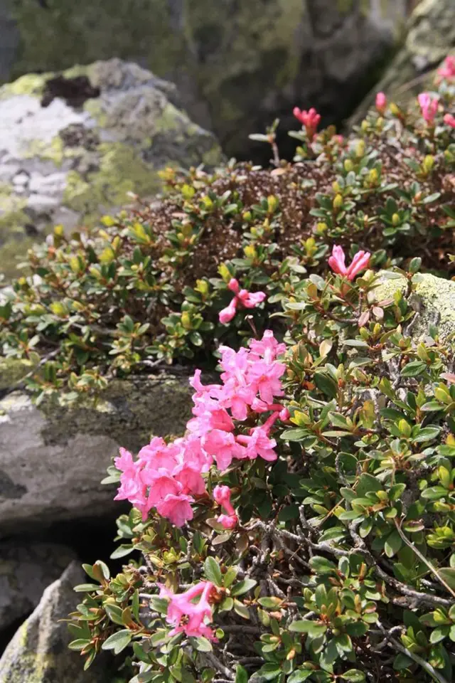 Rhododendron ferrugineum zvaný alpská růže