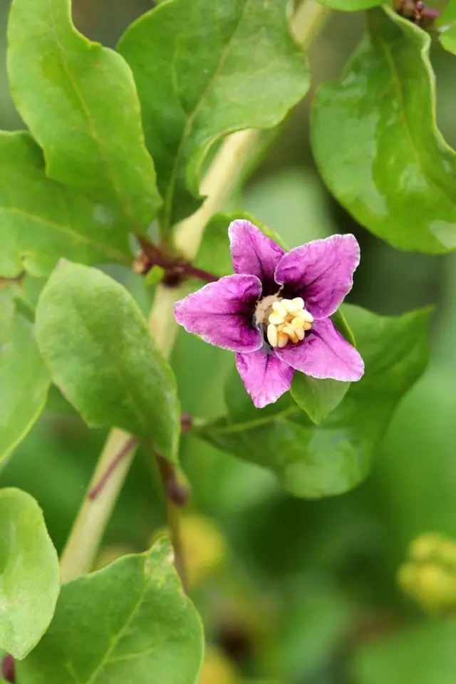 Květ kustovnice čínské je drobný s pěti okvětními lístky ve fialové barvě.