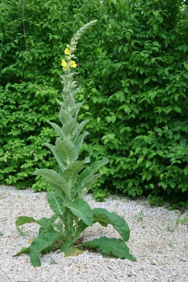 divizna velkokvětá (Verbascum densiflorum)