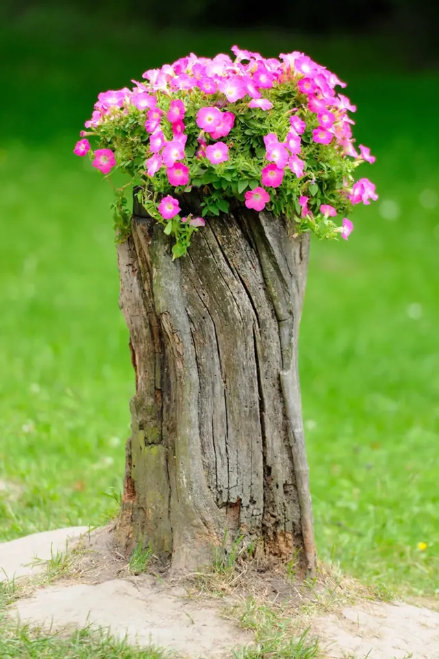 Vybírat můžete z velkého množství květin, které jsou vhodné pro osazení pařezu.