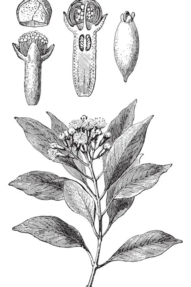 Hřebíčkovec vonný (Caryophyllus aromaticus)