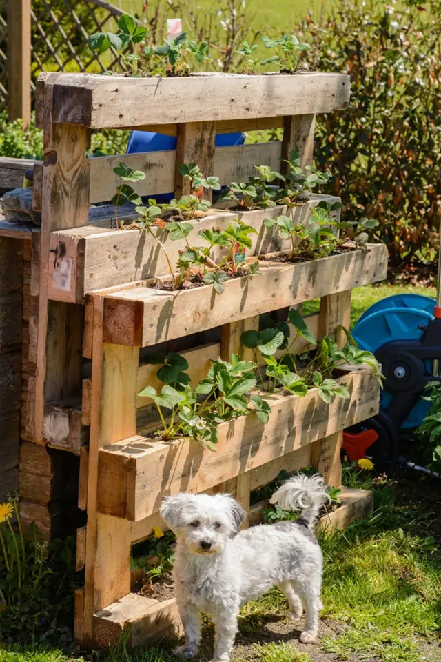 Vertikální pěstování jahod se hodí pro nevelké zahrady.