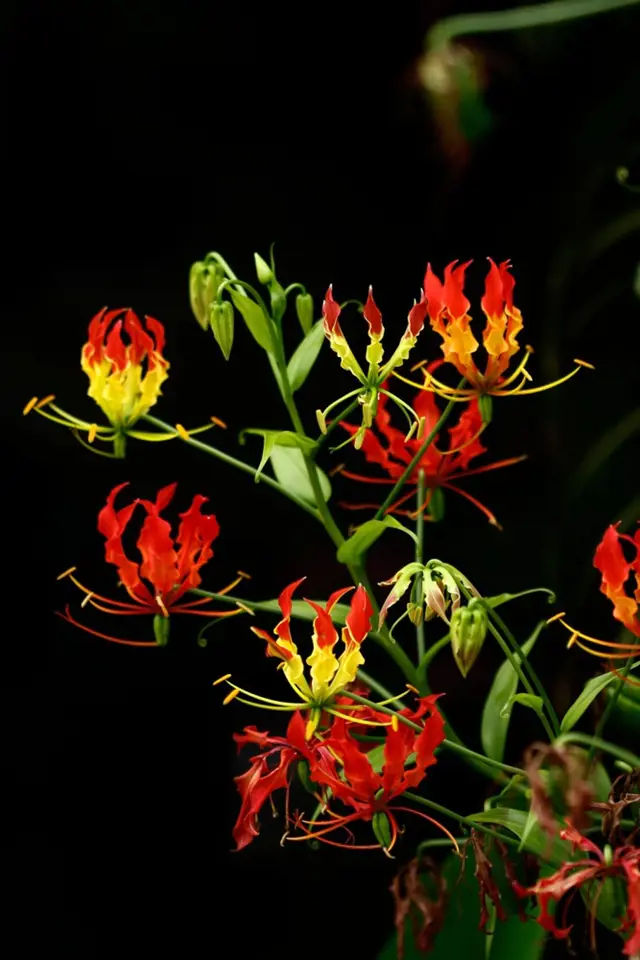 Bohatě kvetoucí glorióza (Gloriosa superba).