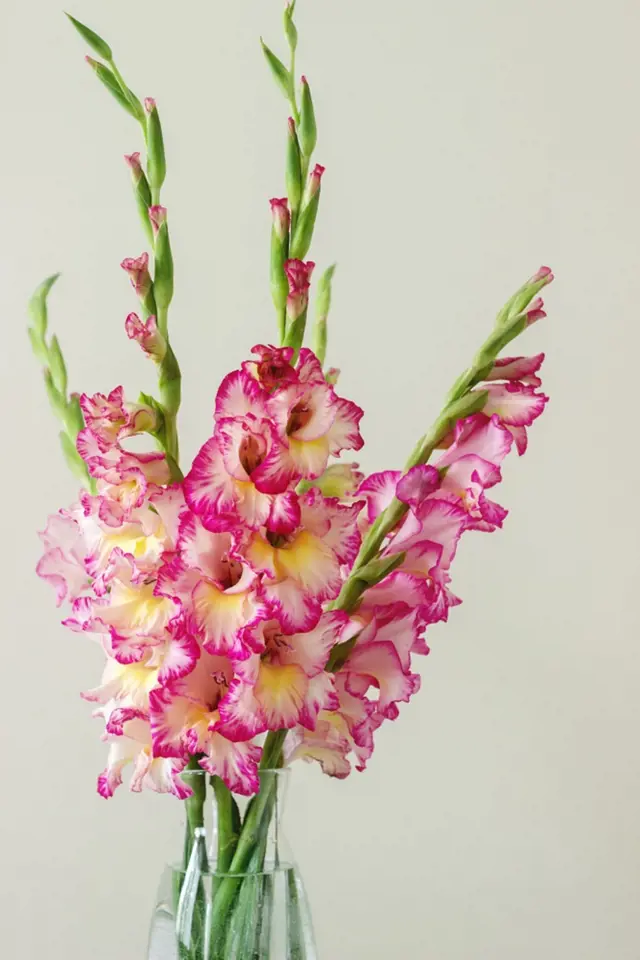 Pro postupné rozkvétání patří gladioly k oblíbeným řezaným květinám.