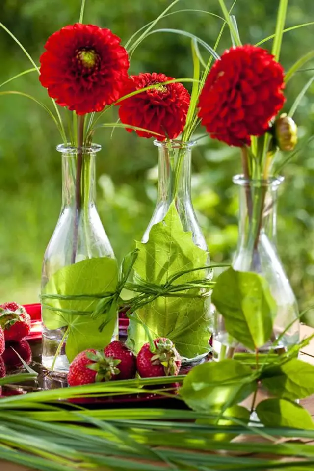 Zkuste si staré skleněné lahve přeměnit na originální vázy. Dozdobte je sytě zelenými listy různých stromů. Přiložte je k láhvi a ovažte kolem zeleným lýkem. Pak už do každé stačí vložit jeden výrazný květ jiřiny a máte zajímavě ozdobený stůl....