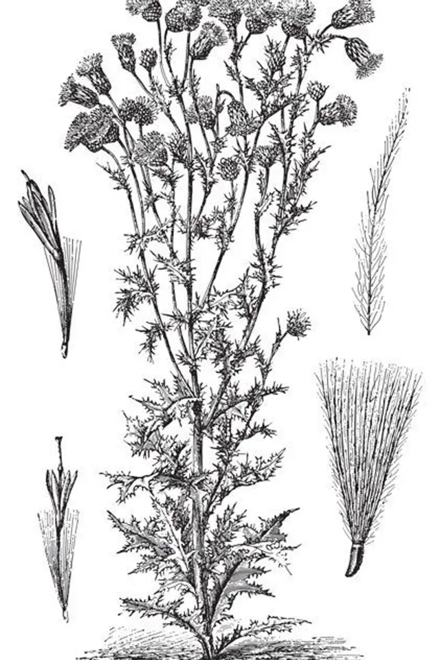 pcháč rolní čili oset (Cirsium arvense)