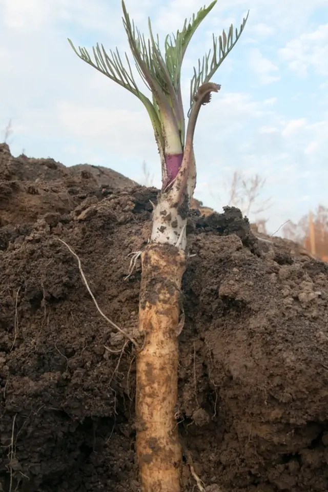 V kypré, lehčí půdě vytvoří křen dlouhé, rovné a silné kořeny