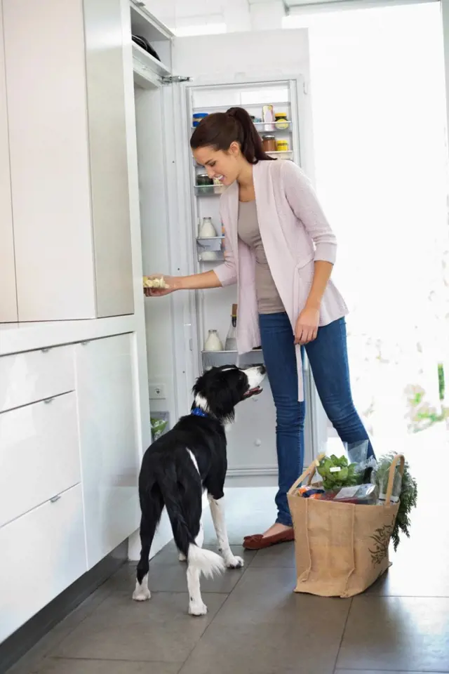 Také máte doma asistenčního psa? Jakmile otevřete ledničku, asistuje u všeho.