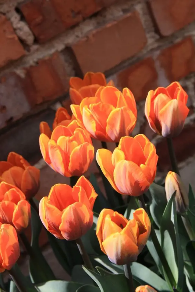 tulipán odrůdy Princess Irene