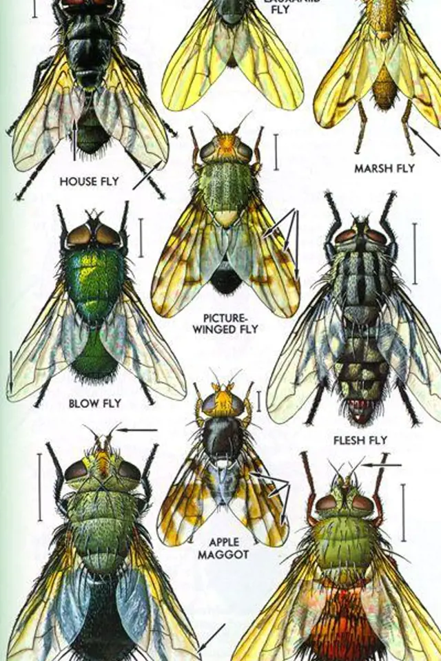 Počet druhů much se odhaduje zhruba na 100 000. Mimo tyto žijící druhy jsou známy i již vyhynulé druhy, které se nejčastěji zachovaly v jantaru.