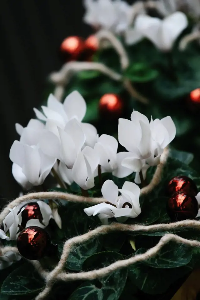 Sněhově bílý brambořík k Vánocům patří stejně jako ten červeně kvetoucí.