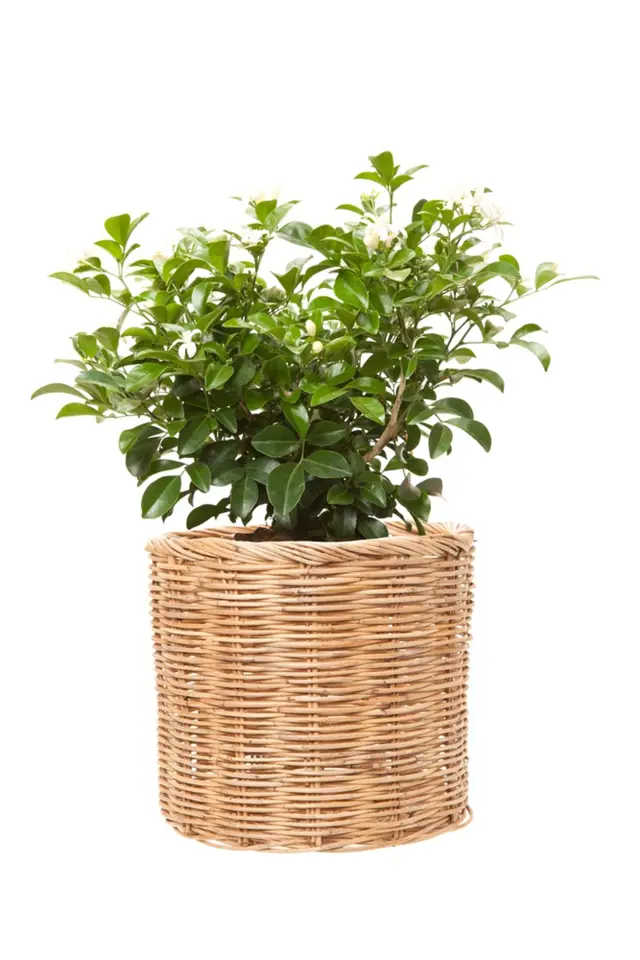 Do košíků můžeme ukládat i pokojové rostliny. Případně se pak dají využít jako dárky.