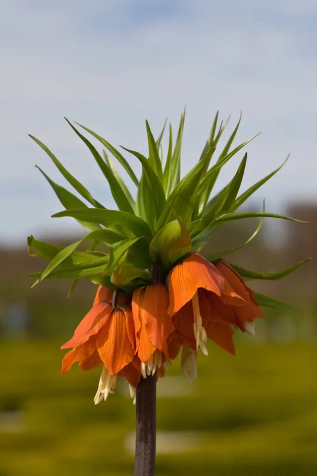 Řebčík královský (Fritillaria imperialis), kultivar Rubra.