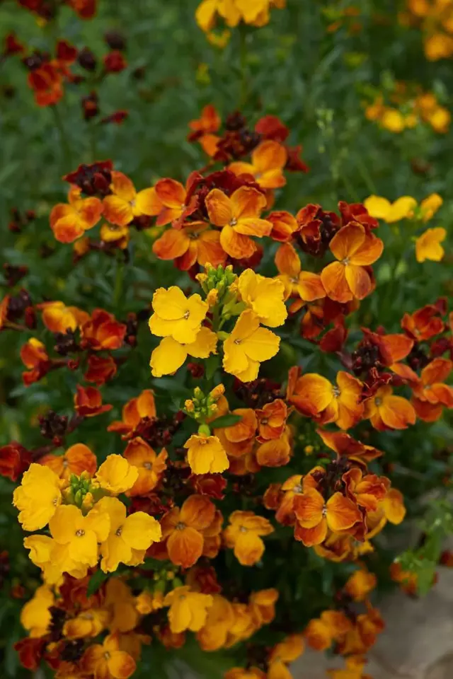 Chejr vonný je dvouletka s nádherně vonnými a nektarodárnými květy teplých barev
