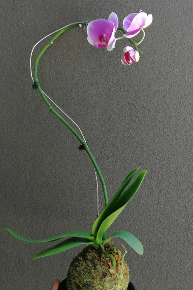 Některé orchideje můžeme pěstovat i v podobě kokedamy.