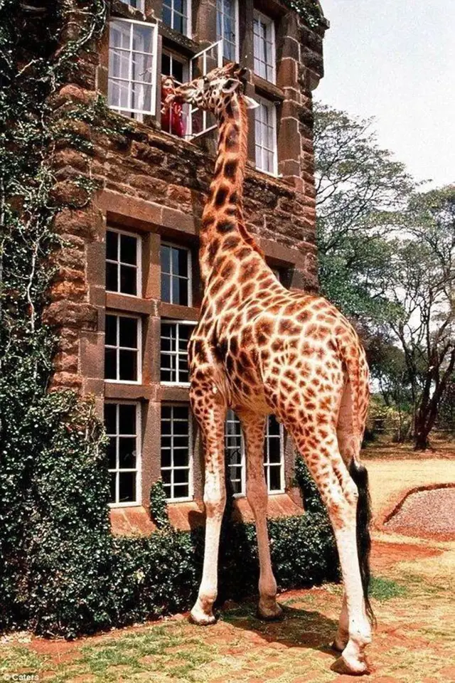 Žirafí panství umožňuje svým hostům sdílet s těmito krásnými živočichy i svou snídani.