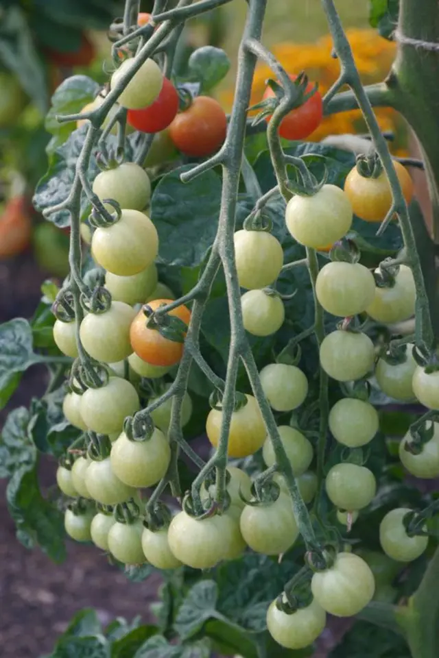 Mezi nejsladší cherry rajčátka patří plodná odrůda Sweet Aperitif