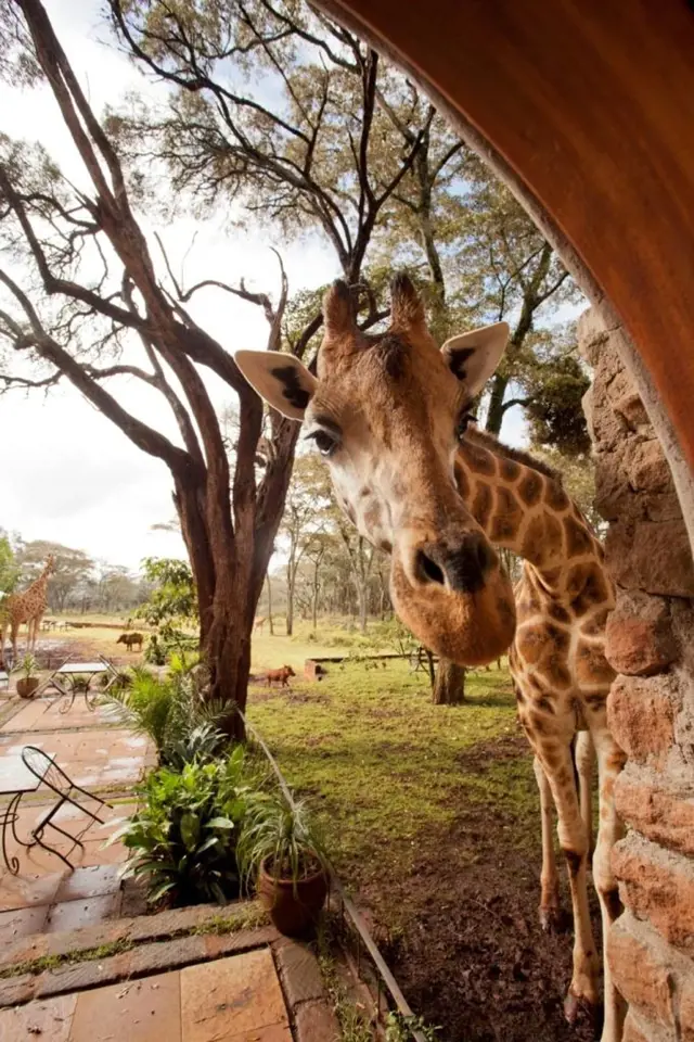 Žirafy jsou totiž zvyklé dostat se ke stolu přes otevřené okno.