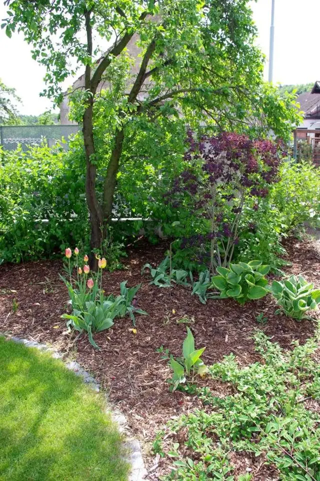 Až se rozroste živý plot, sebere téměř veškeré sluneční paprsky tomuto koutku – bohyškám (Hosta), čemeřici (Helleborus) ani dříve na jaře kvetoucím tulipánům to však nevadí.