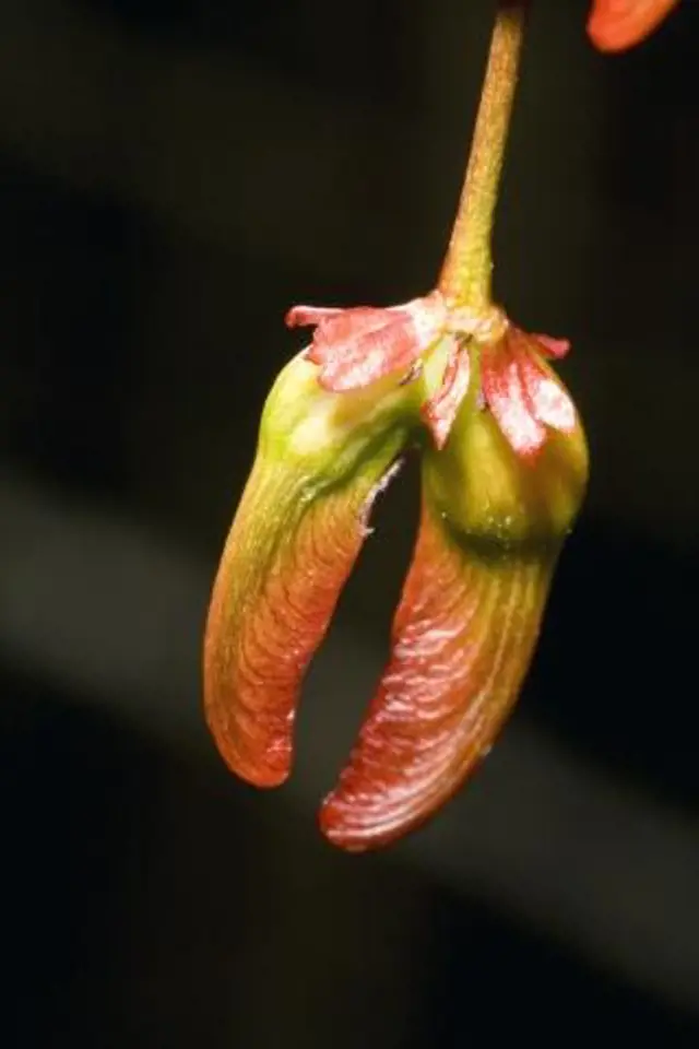Plody javoru babyka jsou nápadné - tvoří je do měsíčku zkroucené křídlaté dvounažky s blanitým povrchem.