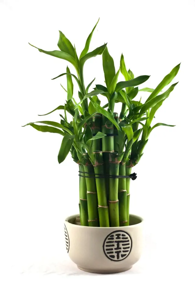 Dračinec pruhovaný známější pod názvem Lucky Bamboo patří mezi dracény (Dracaena sanderiana).
