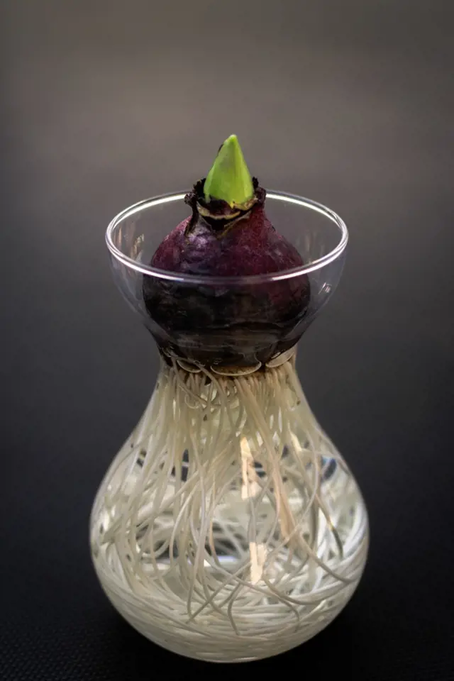 hyacint zakořenil ve sklenici pro rychlení