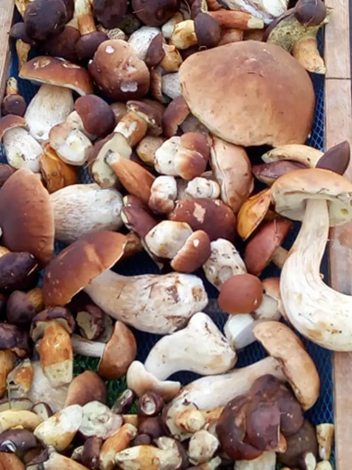 Krásná zdravé houby z Broumovska