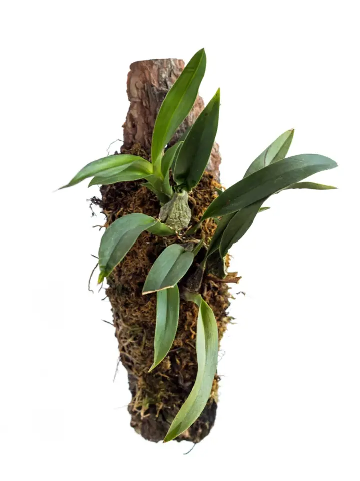 Epifytické druhy orchidejí můžeme přichytit ke kusu kůry.