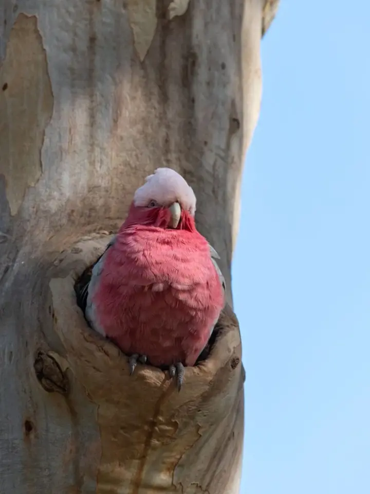 kakadu růžový (Eolophus roseicapilla) hnízdí v dutinách stromů